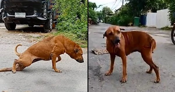 Street Dog In Bangkok Convinces People Of Broken Leg, Gets Pats ...