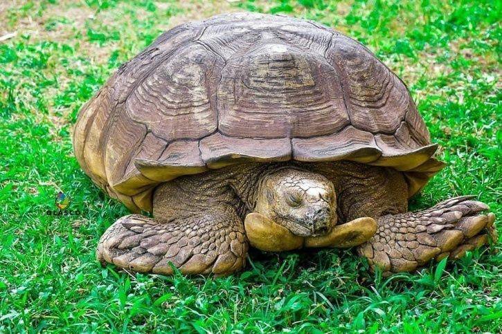 People Mourn The Death Of Africa's Oldest Tortoise, Alagba Who Died At ...