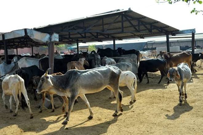 Cow Shelters UP