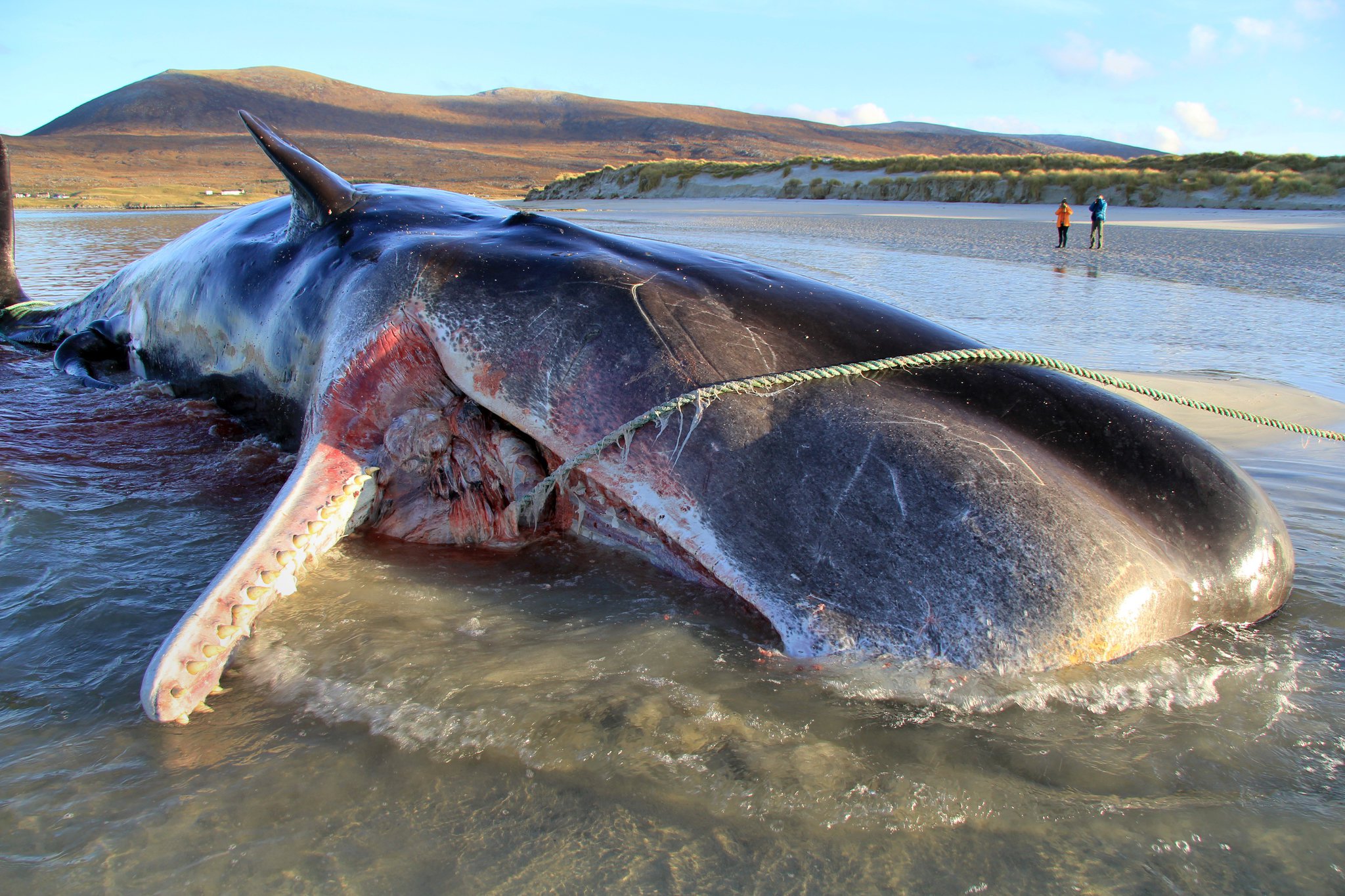 Young Sperm Whale Found Dead With 100 Kgs Of Trash In Its Stomach. What