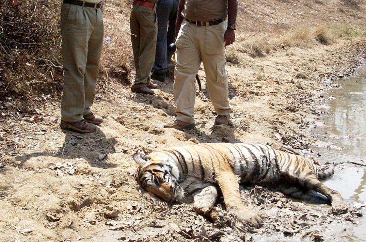 Tiger found dead in MP 