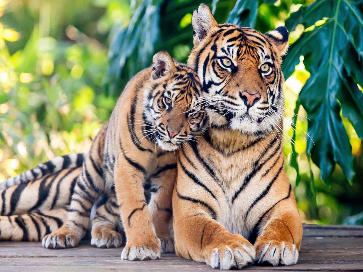 This Pic Of A Tiger With Its 5 Cubs Is Giving Hope To People That The