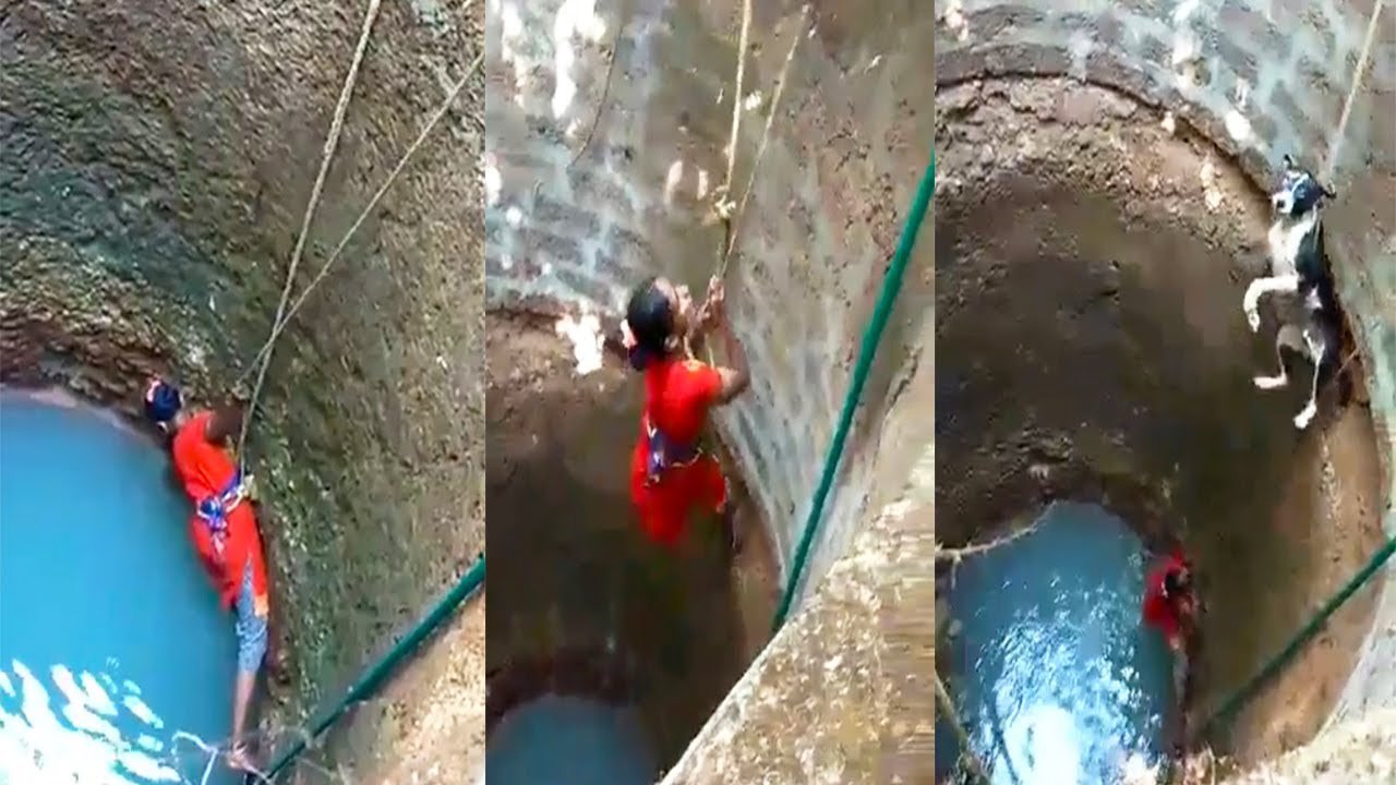 Woman Risks Her Life To Save Dog Stuck In 30 Feet Deep ...