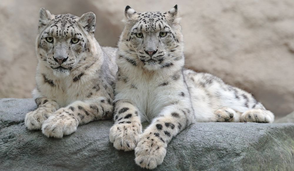 Himachal Pradesh Sees Rise In Snow Leopard Population As Number Crosses 100