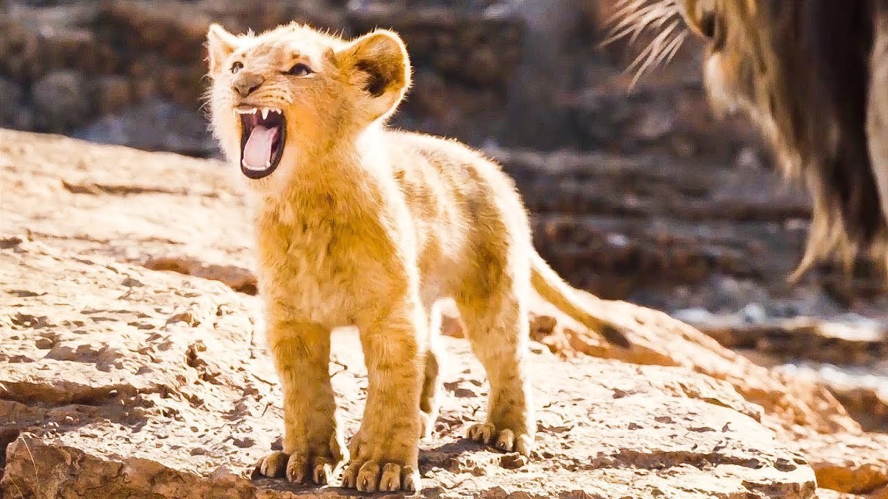 This Video Of An Adorable Lion Cub Trying To Roar Is ...