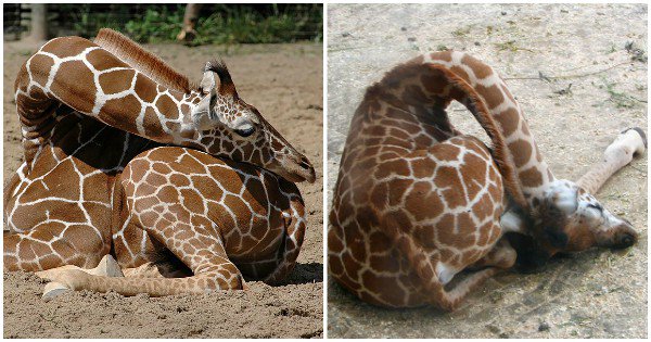 Pics Of Giraffes Sleeping In Uncomfortable Positions 10 तस व र म ज र फ क स न क प ज शन द ख ल