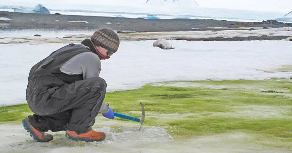 Global Warming Is Causing Antarctica's Snow To Turn Green. Here's Why - ScoopWhoop