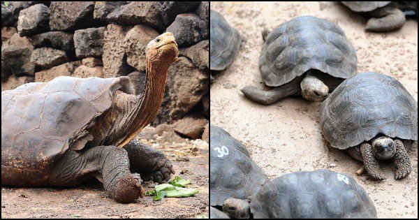 100-year Old Tortoise Diego Fathers 800 Children, Saves Species From 