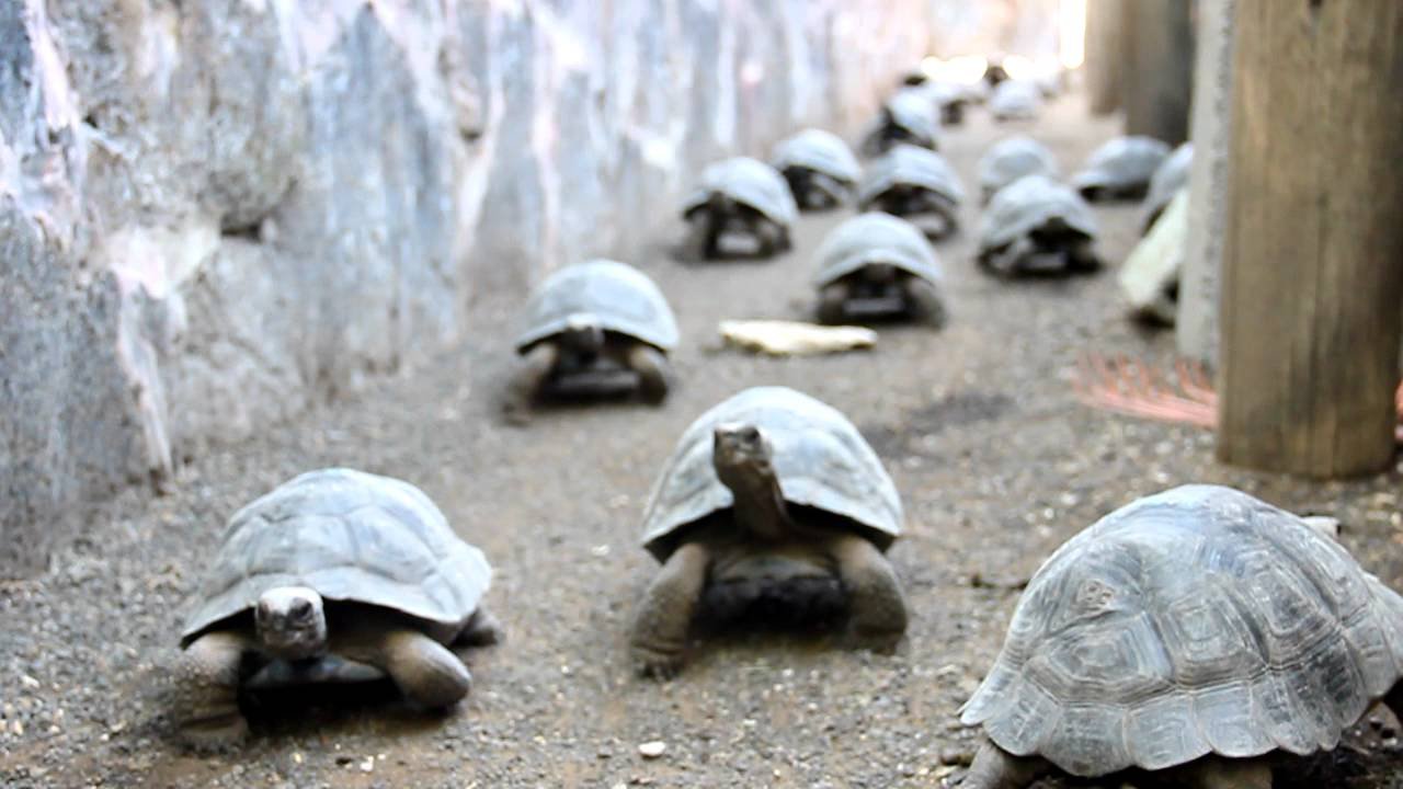 100-Year Old Tortoise Diego Fathers 800 Children, Saves Species From ...