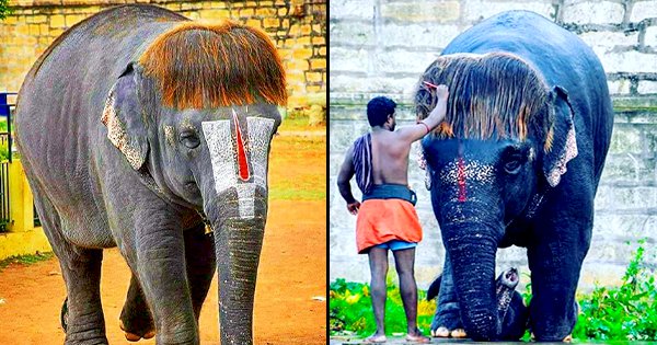 Tamilnadu Elephant Special Hairstyle - WorldWonders