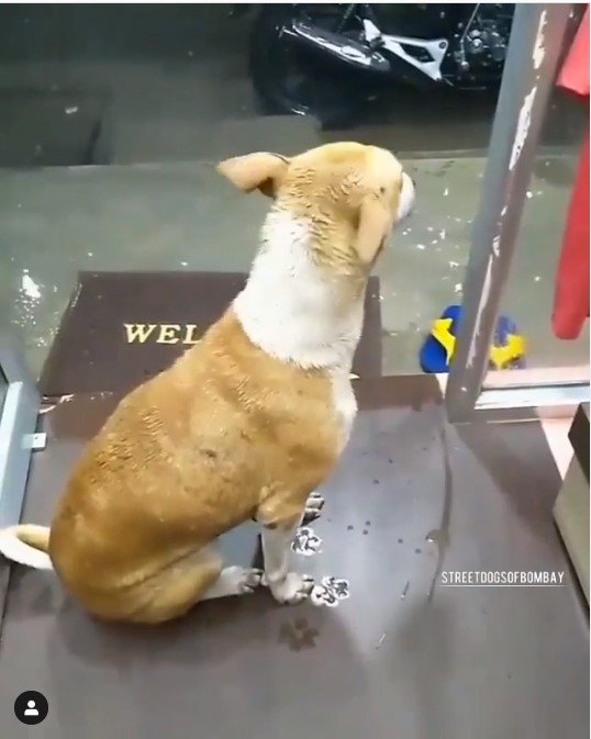Mumbai Shopkeeper Takes In Stray Doggo In Heavy Rains Proving If Man Loves Dog He Is Good Man 3