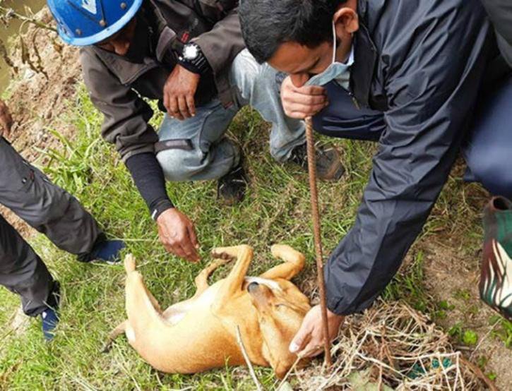 Kuvi, The Dog That Traced Its Owner's Body In Munnar Landslide, To Be Adopted By Police Dog Trainer 1