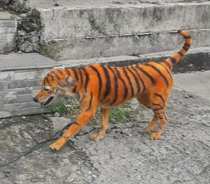 Stray Dog Painted To Look Like A Tiger In Malaysia Sparks Outrage After Pics Go Viral 2