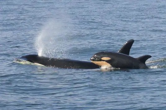 Remember The Whale That Carried Its Dead Child For 17 Days? She Became A Mother Again 1