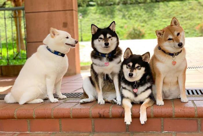 Meet Hina, The Shiba Inu Going Viral For Adorably Ruining Every Group Photo She's In 12