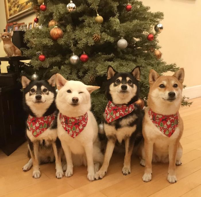 Meet Hina, The Shiba Inu Going Viral For Adorably Ruining Every Group Photo She's In 3