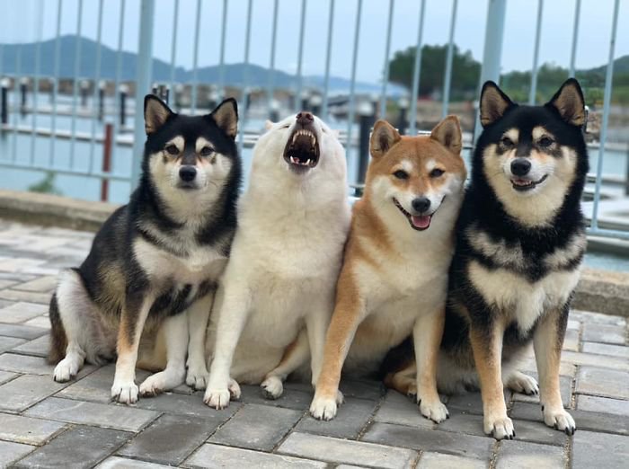 Meet Hina, The Shiba Inu Going Viral For Adorably Ruining Every Group Photo She's In 15