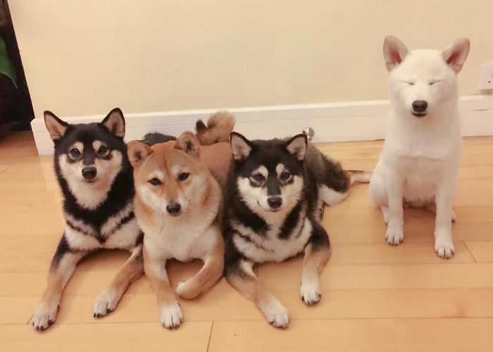 Meet Hina, The Shiba Inu Going Viral For Adorably Ruining Every Group Photo She's In 17