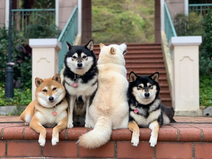 Meet Hina, The Shiba Inu Going Viral For Adorably Ruining Every Group Photo She's In 9