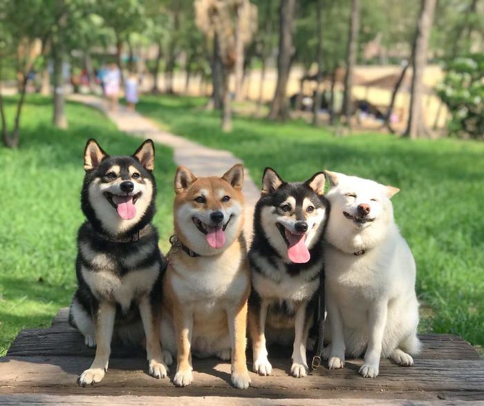 Meet Hina, The Shiba Inu Going Viral For Adorably Ruining Every Group Photo She's In 4