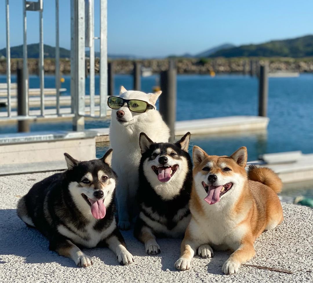 Meet Hina, The Shiba Inu Going Viral For Adorably Ruining Every Group Photo She's In 1