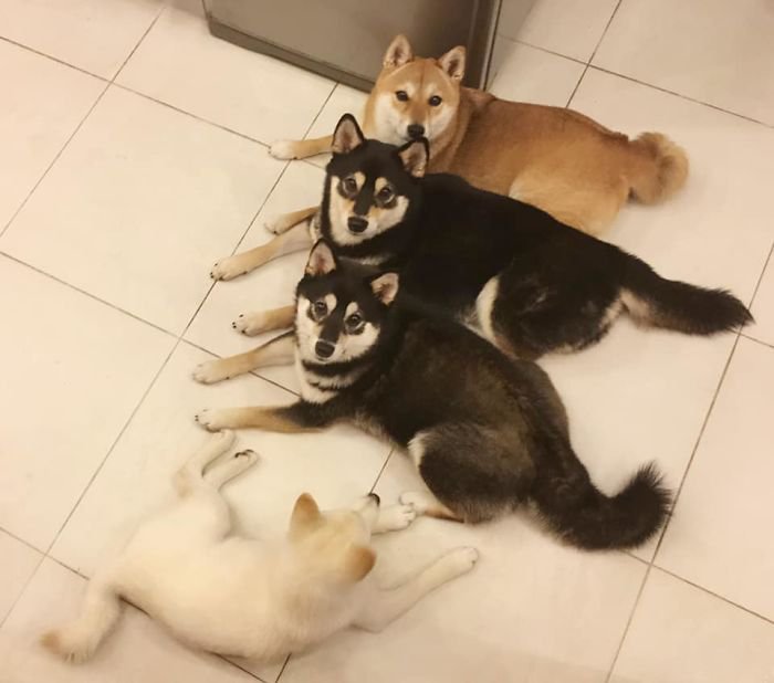 Meet Hina, The Shiba Inu Going Viral For Adorably Ruining Every Group Photo She's In 16