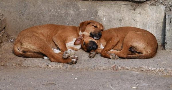 10-ways-to-help-a-stray-animal-even-if-you-can-t-adopt-one