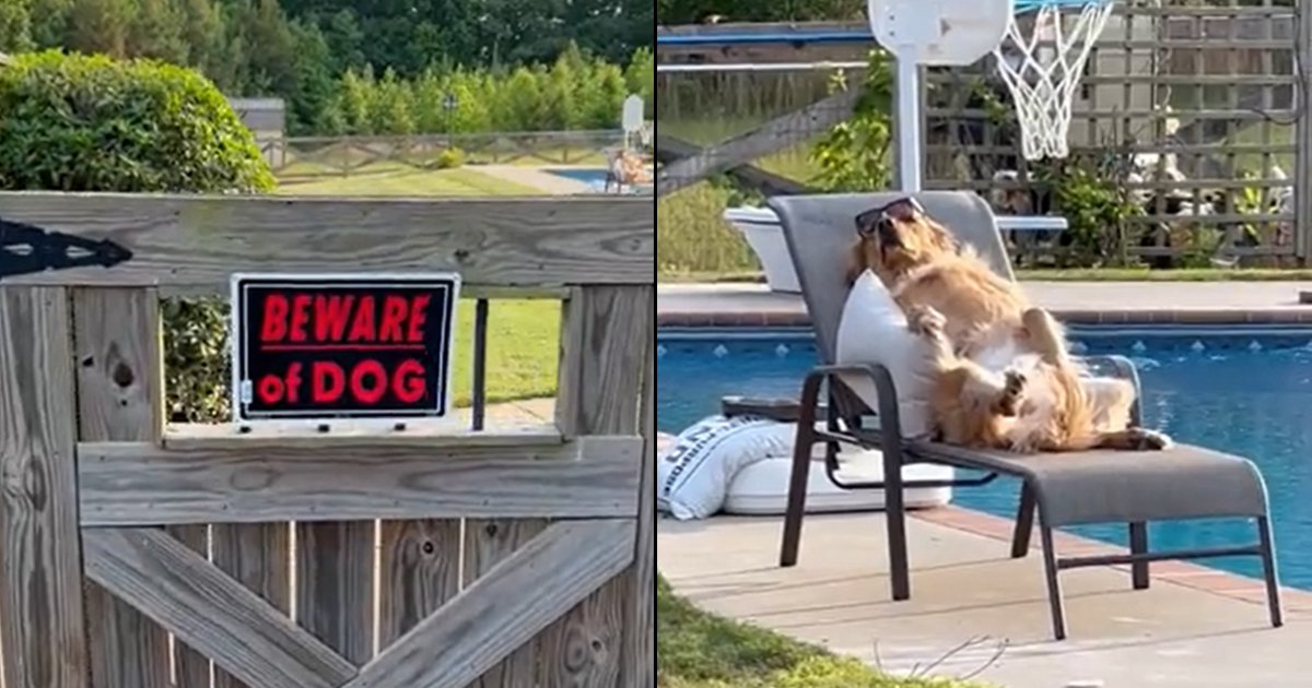 This Viral Video Of A 'Guard Dog' Chilling By The Pool Will Brighten Your Day