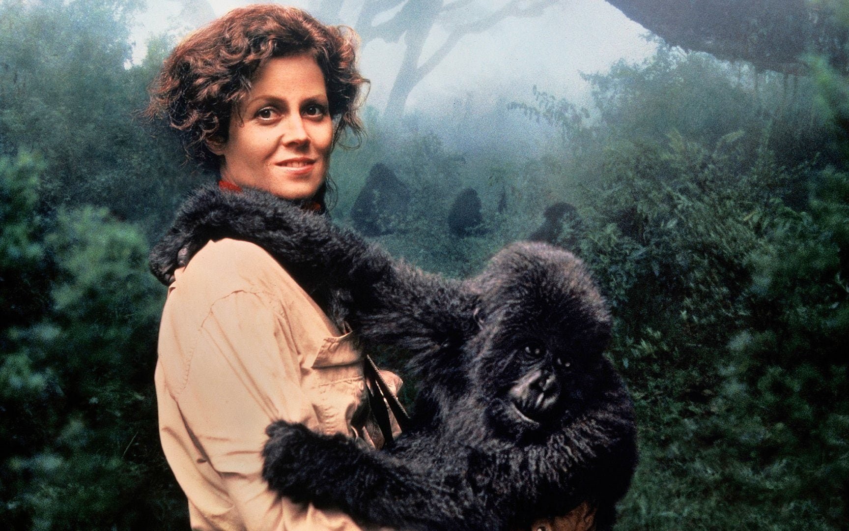 Gorillas in the Mist