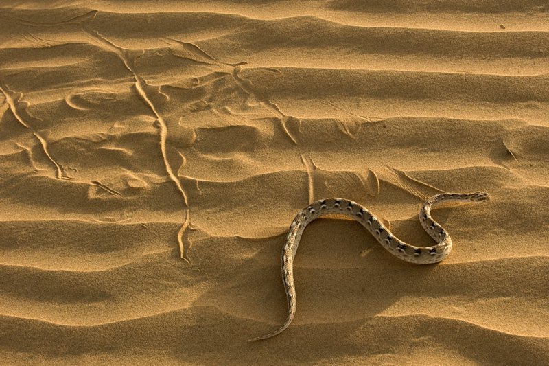 Искушение песчаного змея. Пустыня Каракум змеи. Змея в пустыне. Змеи в пустынях. Змея ползет.