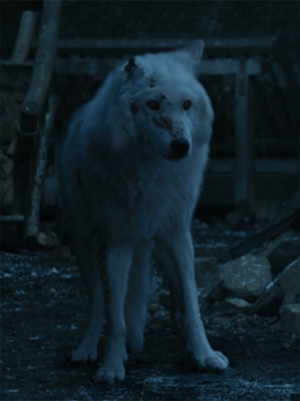 Ghost Didn T Get A Good Boy Pat From Jon Snow Because He Was Cgi